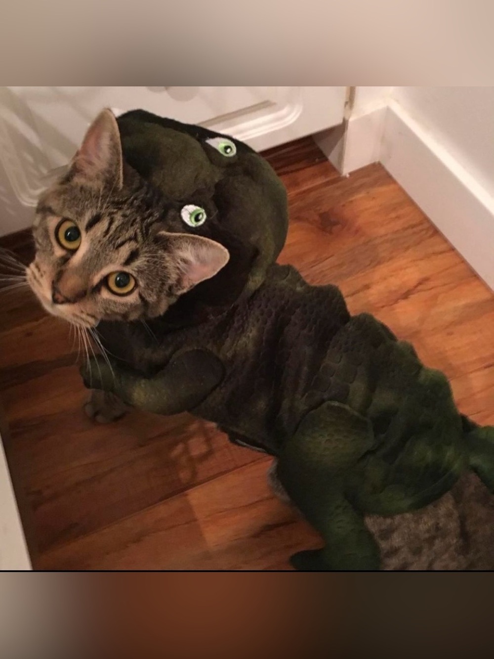 BUY 2 GET 3rd FREE Cat or Dog Dinosaur Costume small